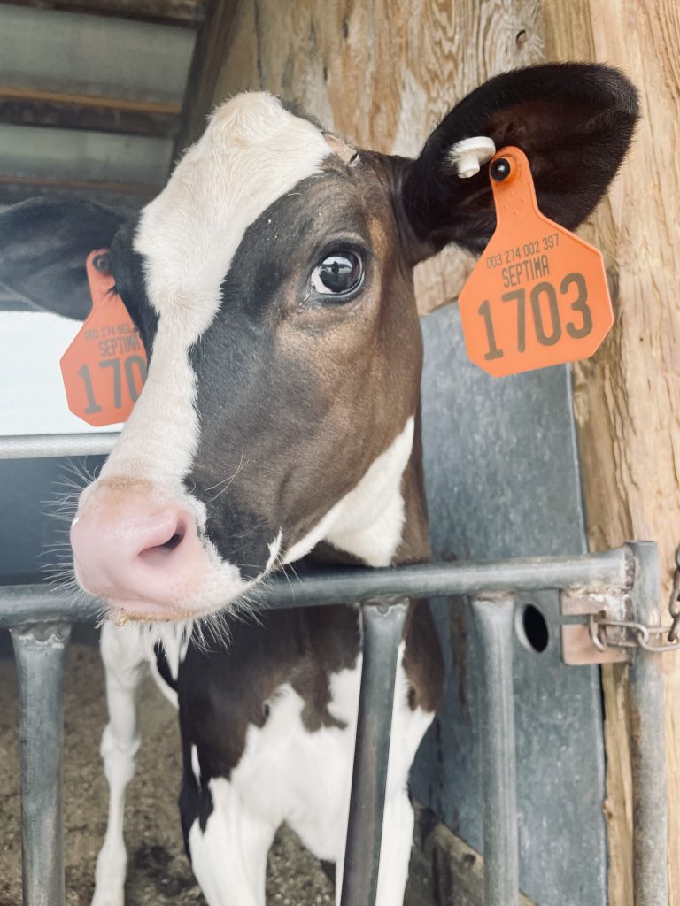 A brown and white cow with orange ear tags poses for a picture at Kreider Farms.