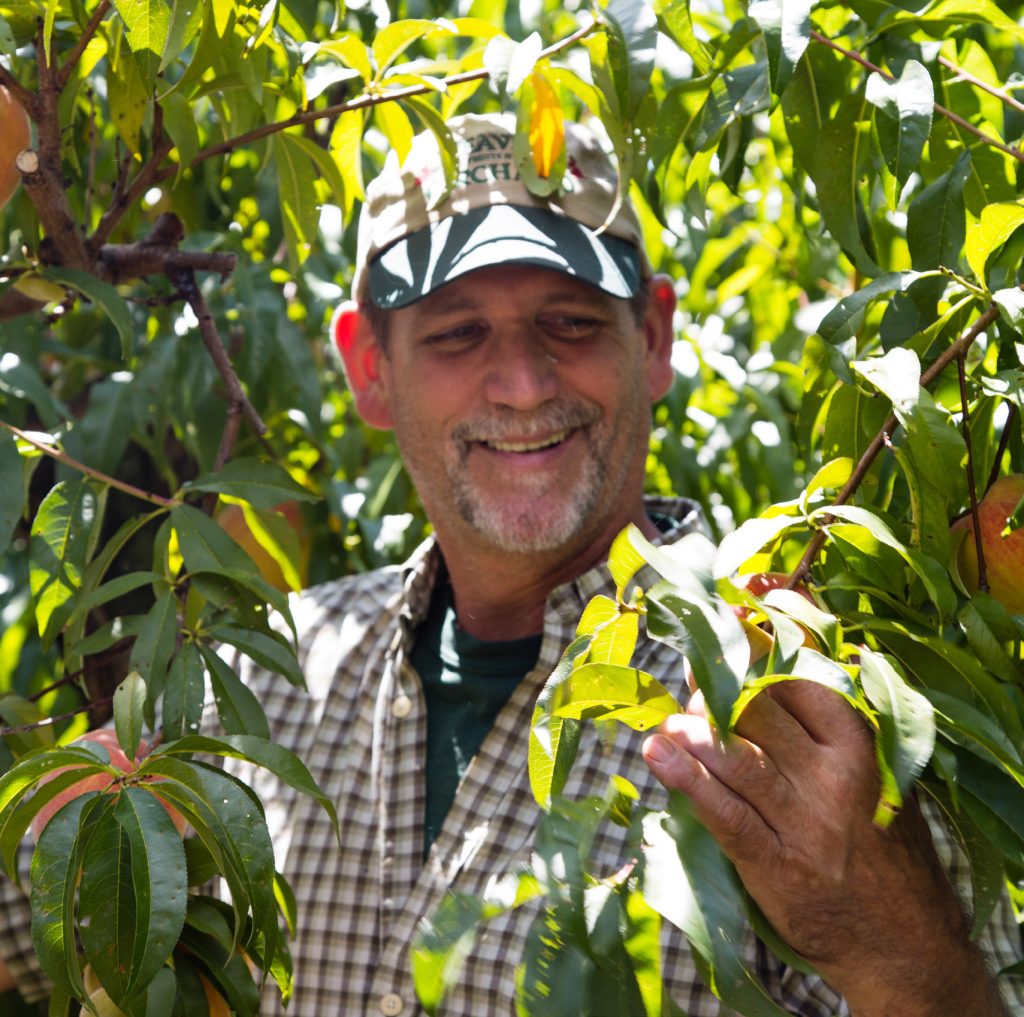 A farmer at Weaver's Orchard inspects an apple on a tree. 